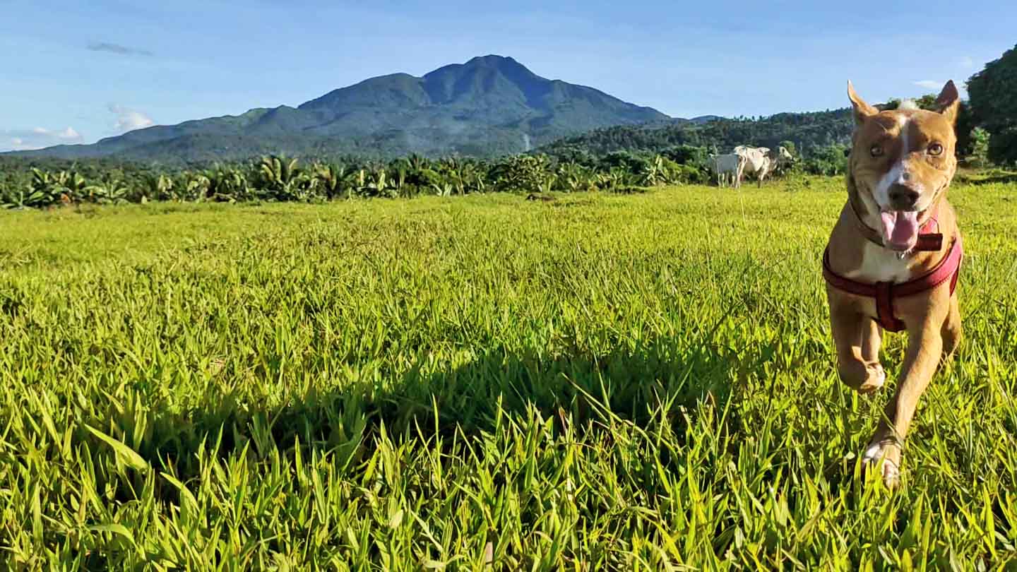 Green grasses and a dog approaching me, with a stunning view of a distant mountain in the background. This is the perfect image of Latagaw, which means "wanderer."