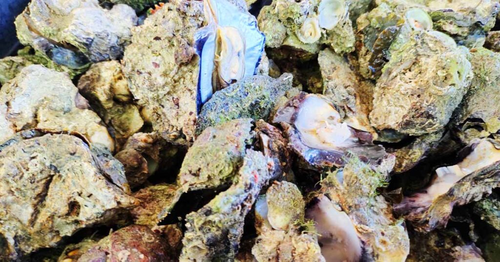 Freshly cooked oysters.